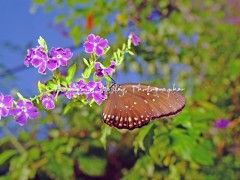 DSCF7236-e1365453277199