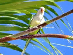 bird-edited