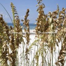 Sea Oats