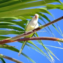 Monk Parakeet