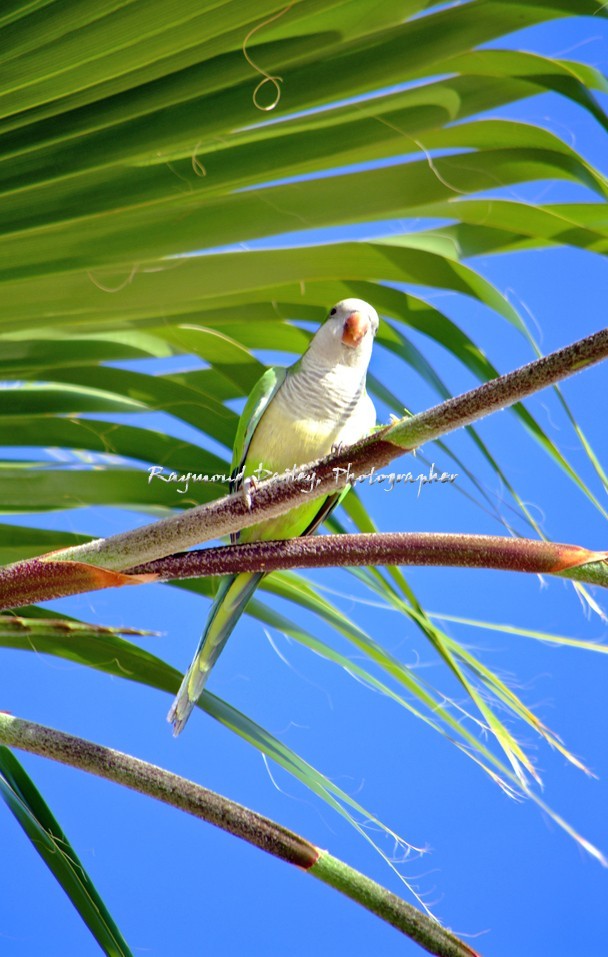 Monk Parakeet
